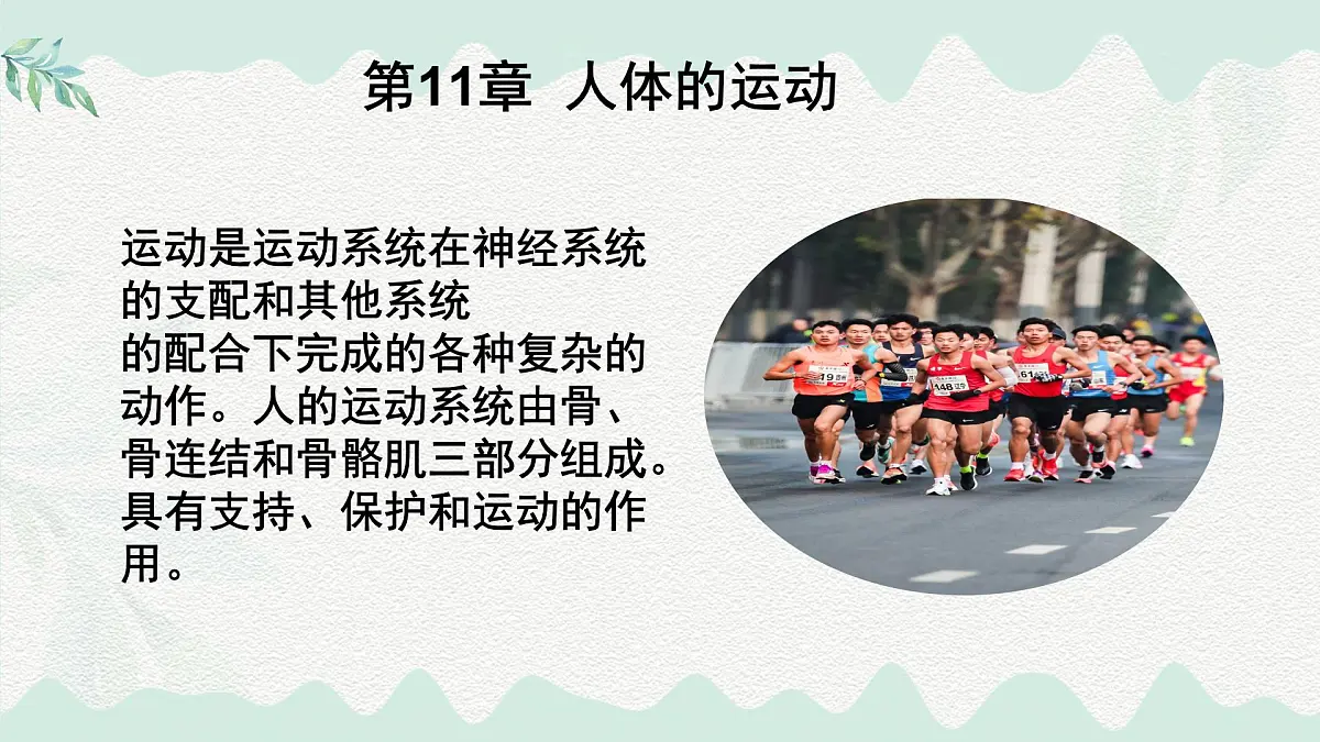 4.11.1 人体的骨骼(课件)2025学年七年级生物下册北师大版第1页