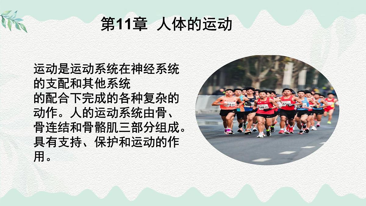 4.11.1 人体的骨骼(课件)2025学年七年级生物下册北师大版第1页