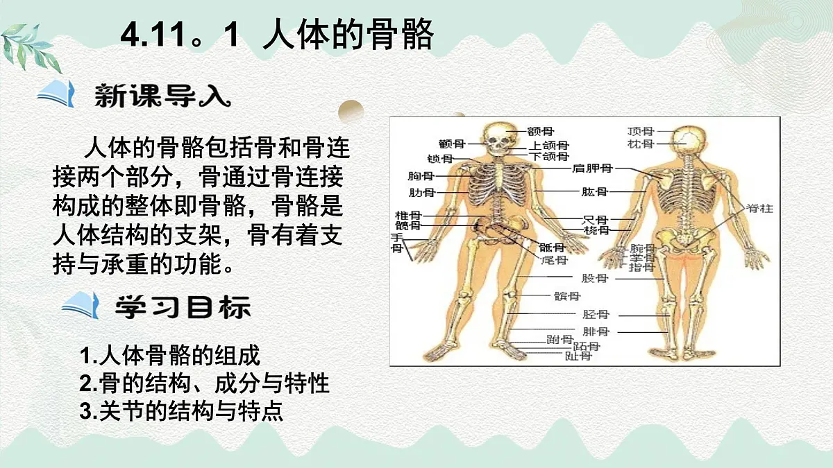 4.11.1 人体的骨骼(课件)2025学年七年级生物下册北师大版第2页