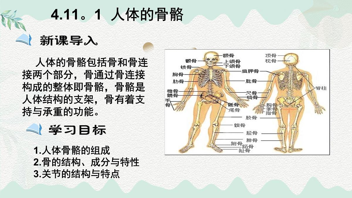 4.11.1 人体的骨骼(课件)2025学年七年级生物下册北师大版第2页