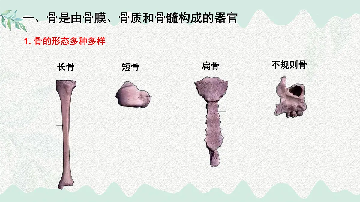 4.11.1 人体的骨骼(课件)2025学年七年级生物下册北师大版第3页
