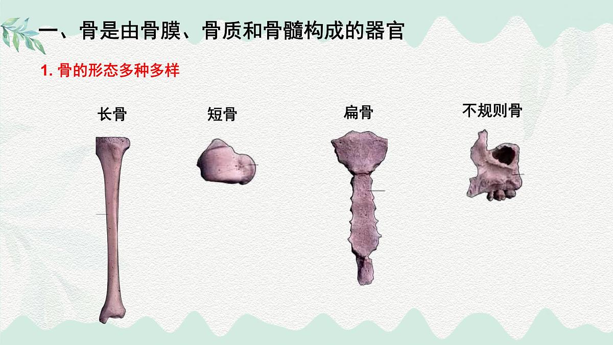 4.11.1 人体的骨骼(课件)2025学年七年级生物下册北师大版第3页