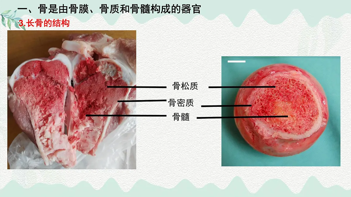 4.11.1 人体的骨骼(课件)2025学年七年级生物下册北师大版第5页