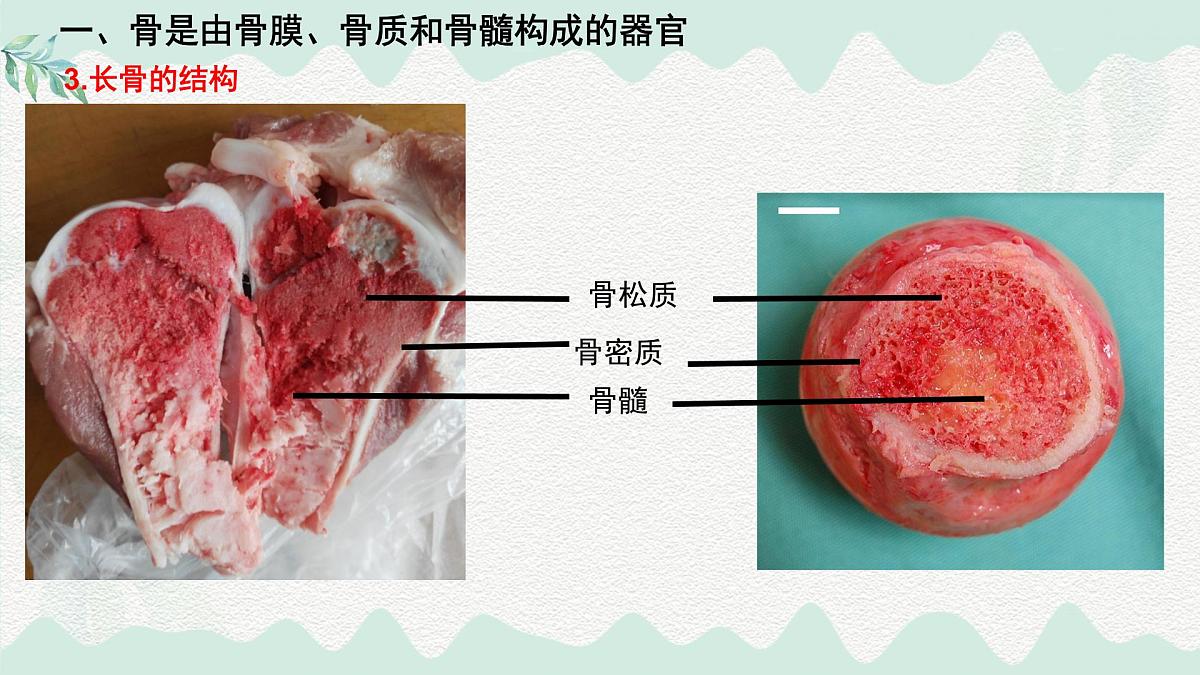 4.11.1 人体的骨骼(课件)2025学年七年级生物下册北师大版第5页