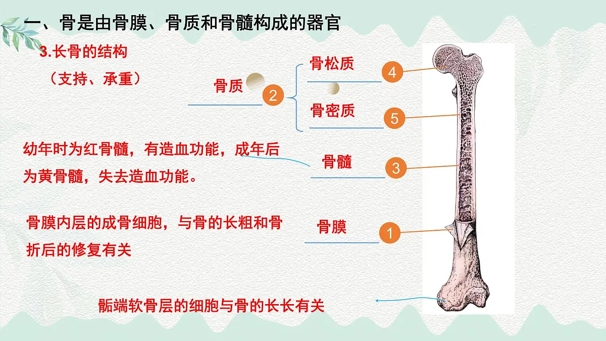 4.11.1 人体的骨骼(课件)2025学年七年级生物下册北师大版第6页