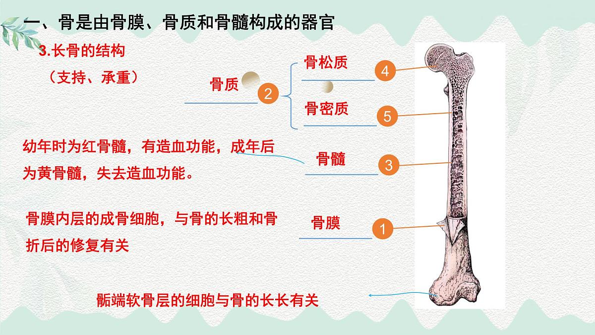 4.11.1 人体的骨骼(课件)2025学年七年级生物下册北师大版第6页