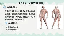 4.11.2 人体的骨骼肌（課件）2025学年七年级生物下册北师大版