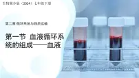 生物七年级下册(2024)血液背景图ppt课件