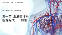 3.2.1.2 血液循環(huán)系統(tǒng)的組成——血管 課件 生物冀少版（2024）七年級下冊（2024）第三單元第二章