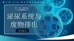 3.4 泌尿系統(tǒng)與廢物排出 章末復(fù)習(xí)課件 生物冀少版（2024）七年級下冊第三單元第四章