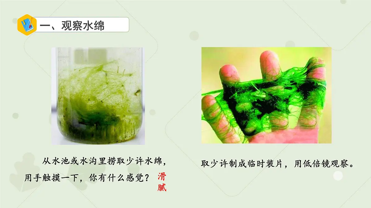 4.7.1藻类 课件 生物苏科版(2024)七年级下册第四单元第七章第4页