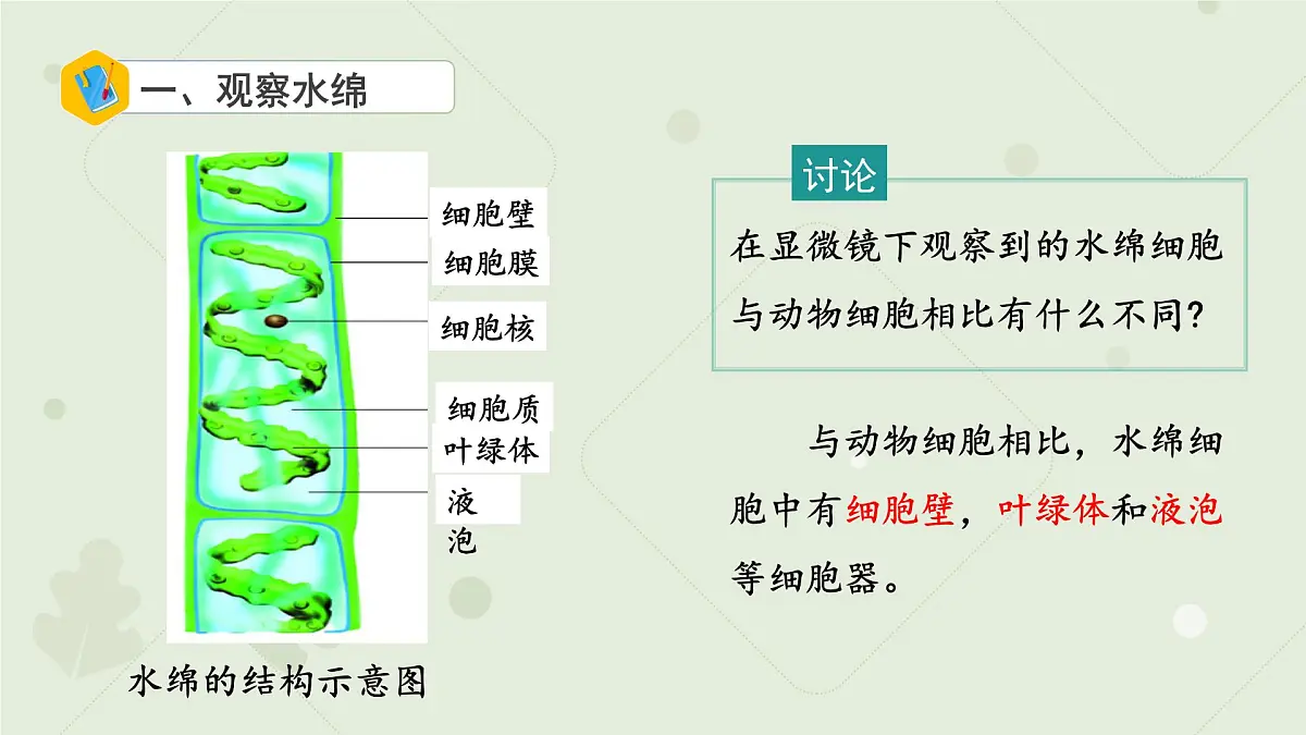 4.7.1藻类 课件 生物苏科版(2024)七年级下册第四单元第七章第5页