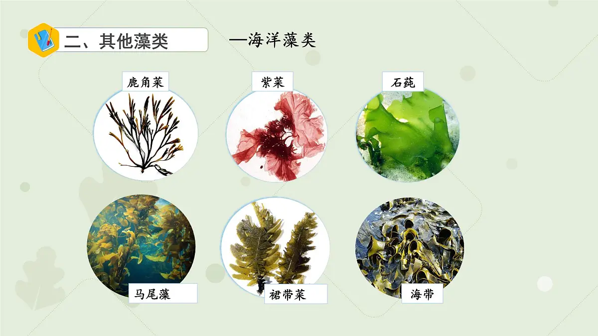 4.7.1藻类 课件 生物苏科版(2024)七年级下册第四单元第七章第8页