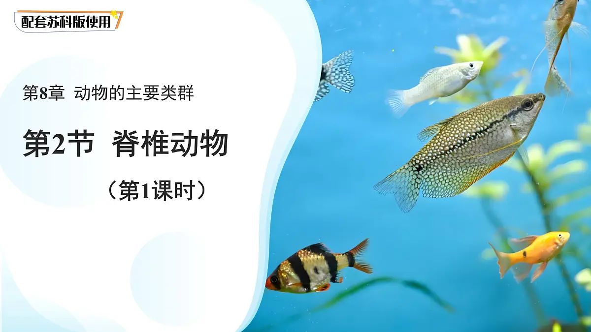 4.8.2 脊椎动物 第一课时 课件 生物苏科版(2024)七年级下册第四单元第八章第1页