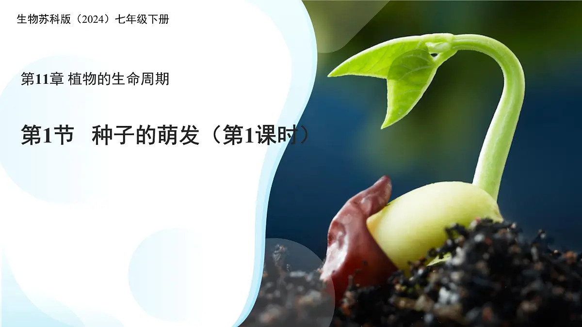 5.11.1 种子的萌发 第一课时 课件 生物苏科版(2024)七年级下册第五单元第十一章第1页