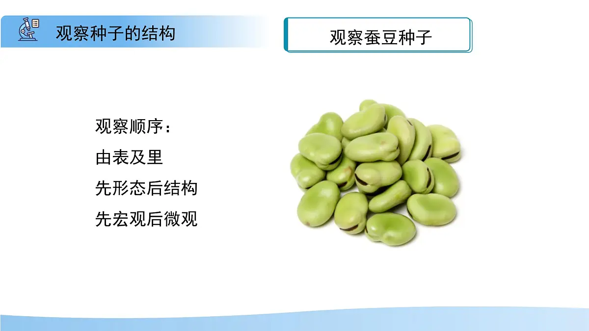 5.11.1 种子的萌发 第一课时 课件 生物苏科版(2024)七年级下册第五单元第十一章第4页