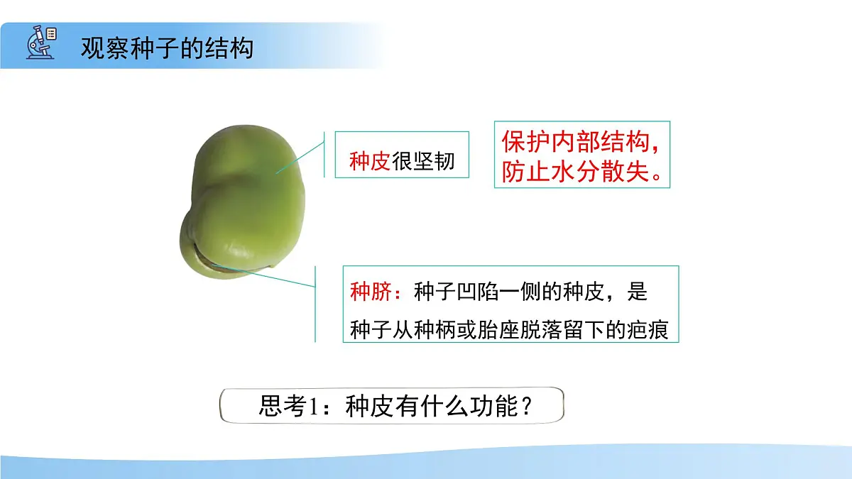 5.11.1 种子的萌发 第一课时 课件 生物苏科版(2024)七年级下册第五单元第十一章第5页
