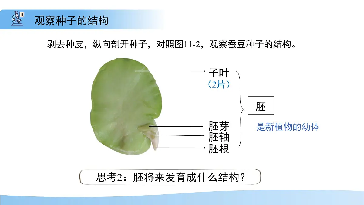 5.11.1 种子的萌发 第一课时 课件 生物苏科版(2024)七年级下册第五单元第十一章第6页