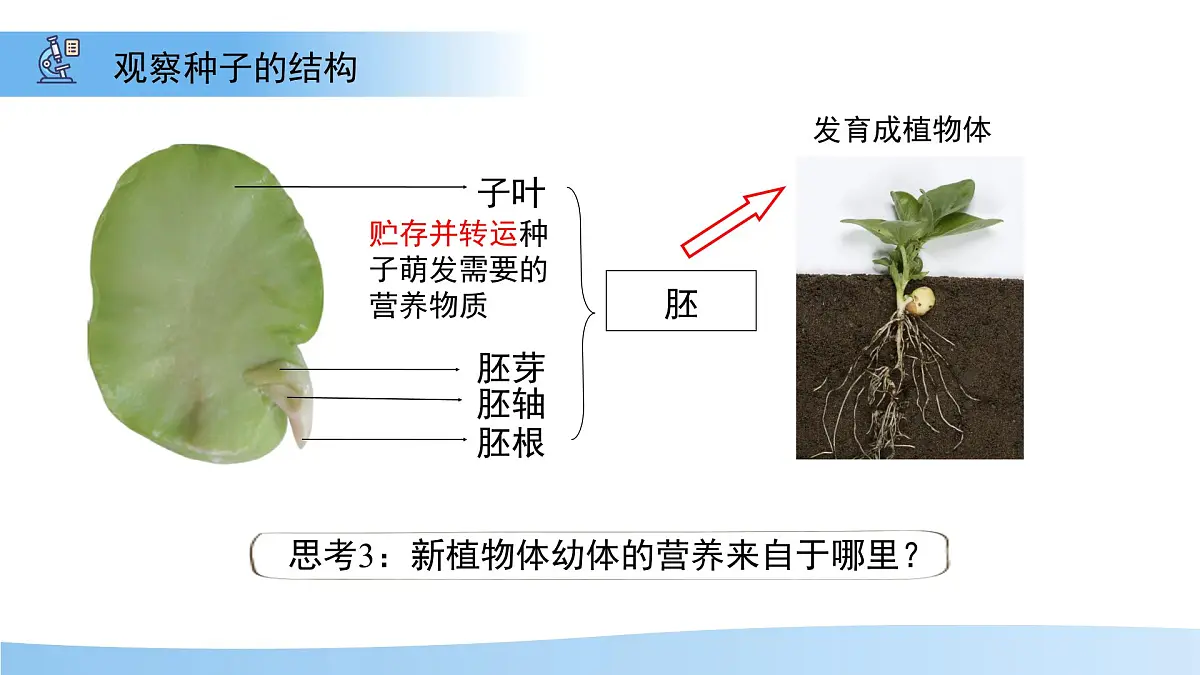 5.11.1 种子的萌发 第一课时 课件 生物苏科版(2024)七年级下册第五单元第十一章第7页