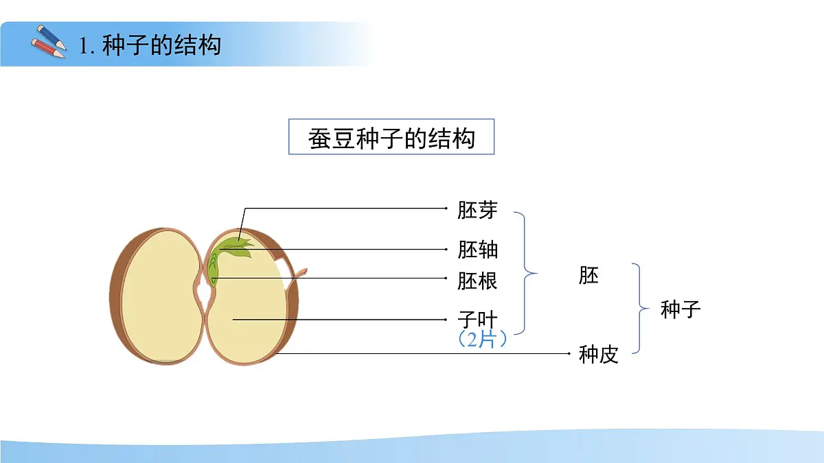 5.11.1 种子的萌发 第一课时 课件 生物苏科版(2024)七年级下册第五单元第十一章第8页