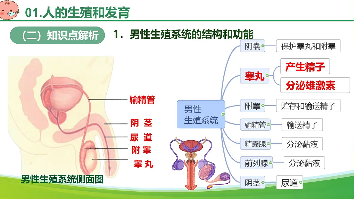 第四单元 人体生理与健康(单元复习课件)-2024-2025学年七年级生物下册(人教版2024)第5页
