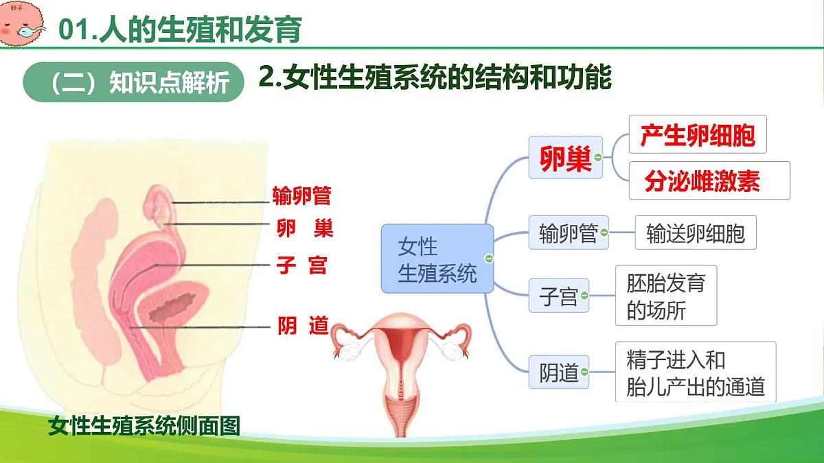 第四单元 人体生理与健康(单元复习课件)-2024-2025学年七年级生物下册(人教版2024)第6页
