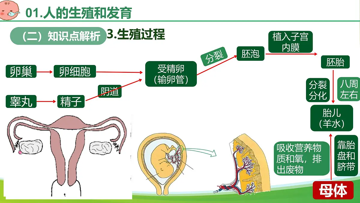 第四单元 人体生理与健康(单元复习课件)-2024-2025学年七年级生物下册(人教版2024)第7页