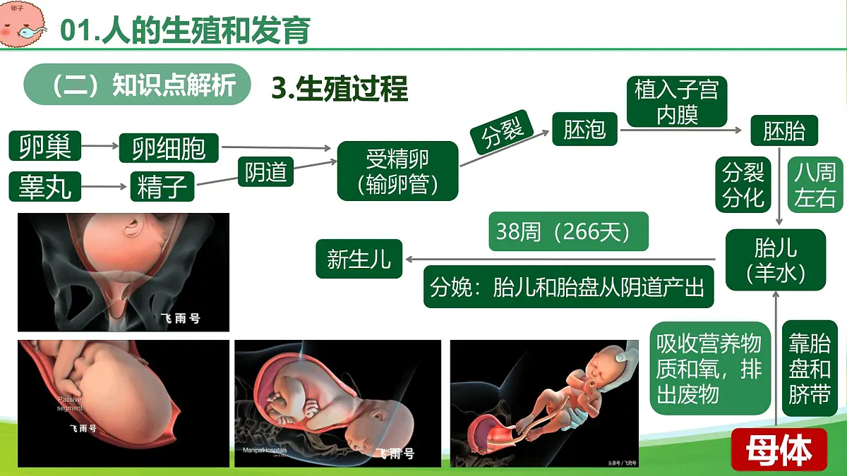 第四单元 人体生理与健康(单元复习课件)-2024-2025学年七年级生物下册(人教版2024)第8页