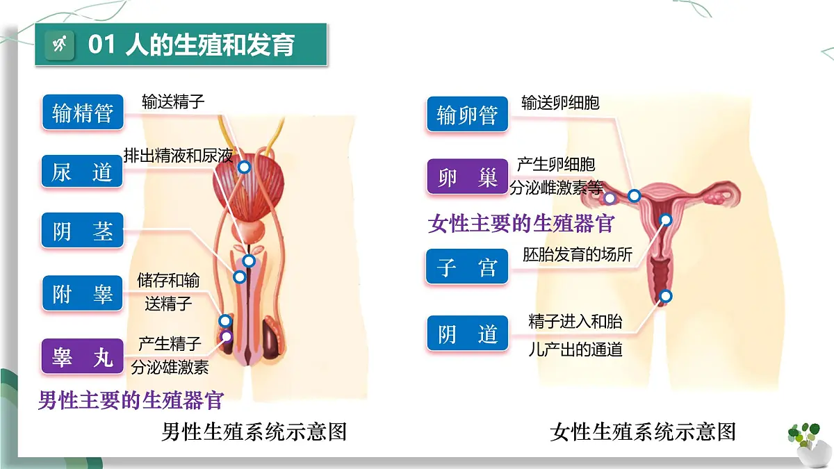 第四单元 人体生理与健康(一)(复习课件)-2024-2025学年七年级生物下册(人教版2024)第4页