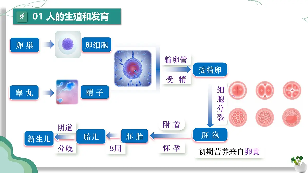 第四单元 人体生理与健康(一)(复习课件)-2024-2025学年七年级生物下册(人教版2024)第5页