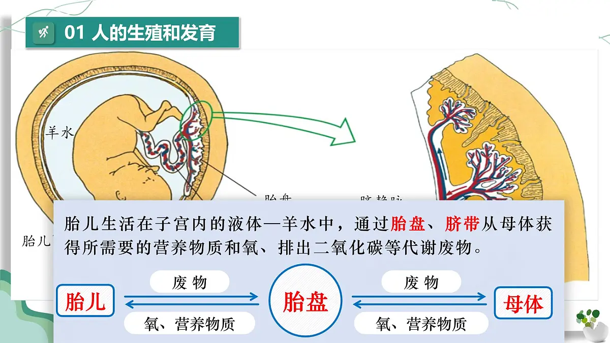 第四单元 人体生理与健康(一)(复习课件)-2024-2025学年七年级生物下册(人教版2024)第6页