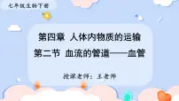 初中生物人教版(2024)七年级下册(2024)血流的管道—血管教课ppt课件