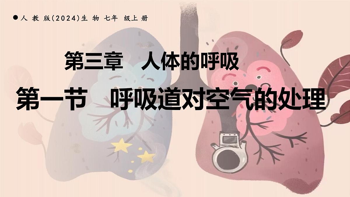 4.3.1 呼吸道对空气的处理+课件-2024-2025学年人教版生物七年级下册第2页