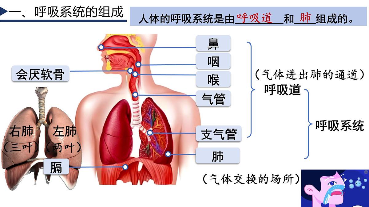 4.3.1 呼吸道对空气的处理+课件-2024-2025学年人教版生物七年级下册第4页
