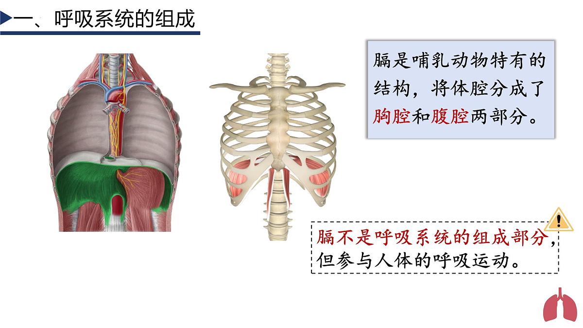 4.3.1 呼吸道对空气的处理+课件-2024-2025学年人教版生物七年级下册第5页
