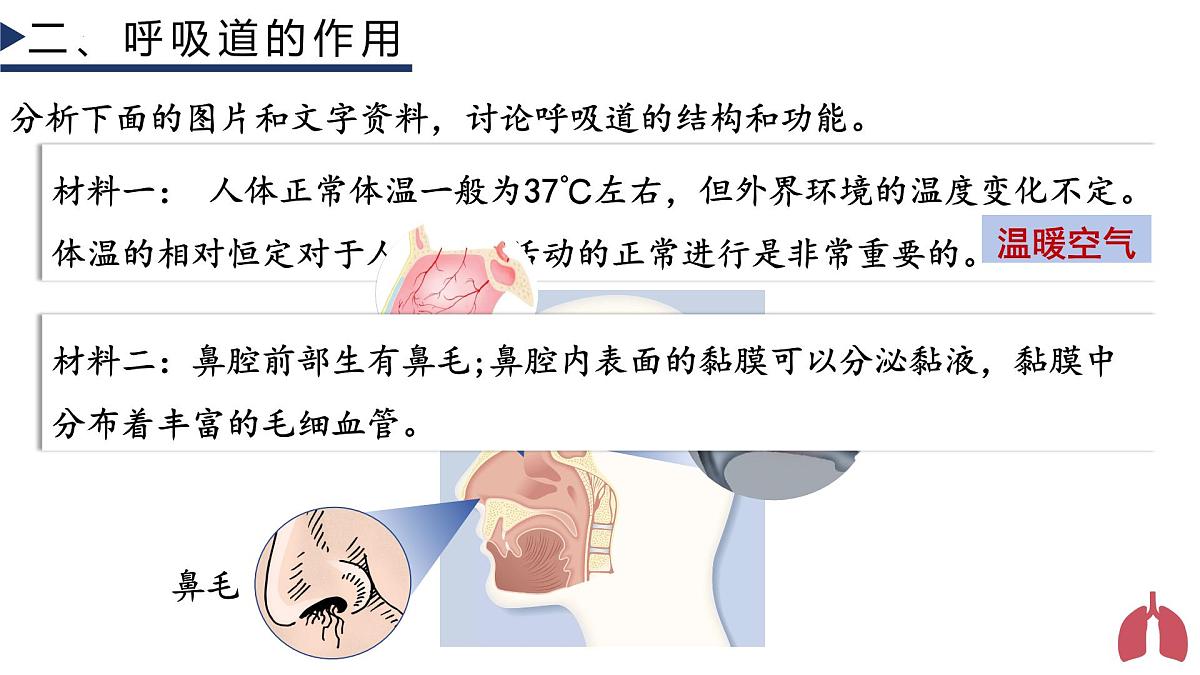 4.3.1 呼吸道对空气的处理+课件-2024-2025学年人教版生物七年级下册第7页