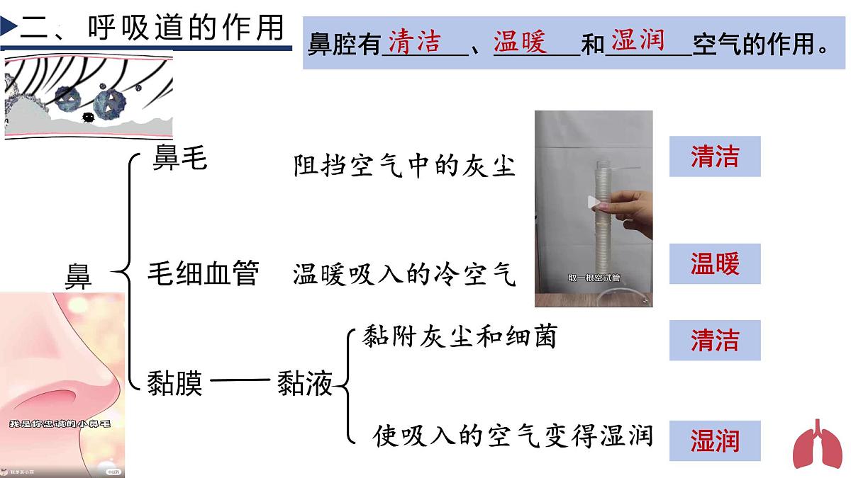 4.3.1 呼吸道对空气的处理+课件-2024-2025学年人教版生物七年级下册第8页