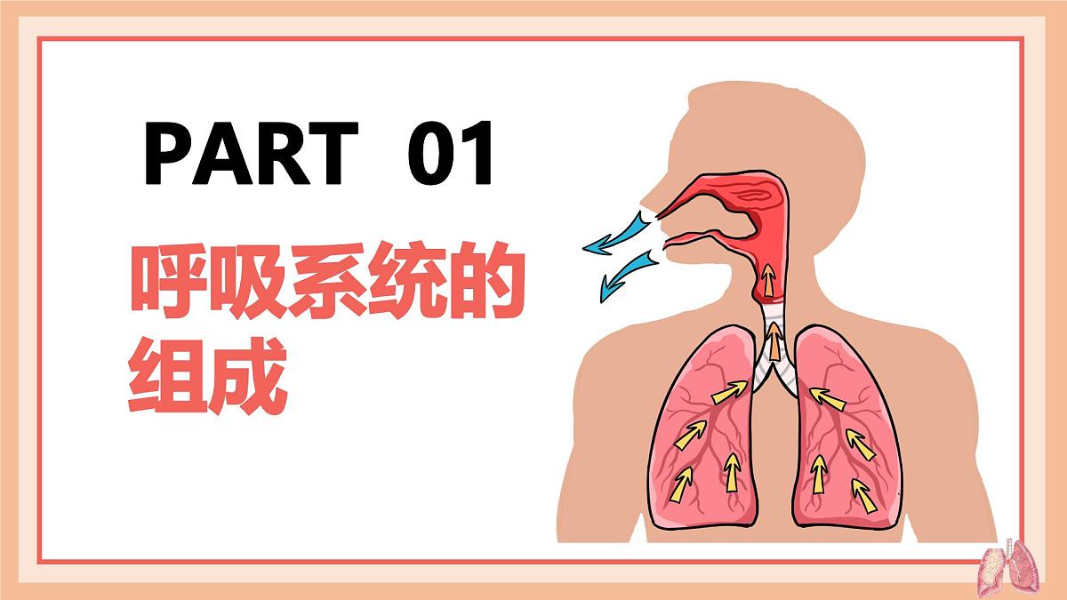 4.3.1 呼吸道对空气的处理 课件-2024-2025学年人教版生物七年级下册第4页