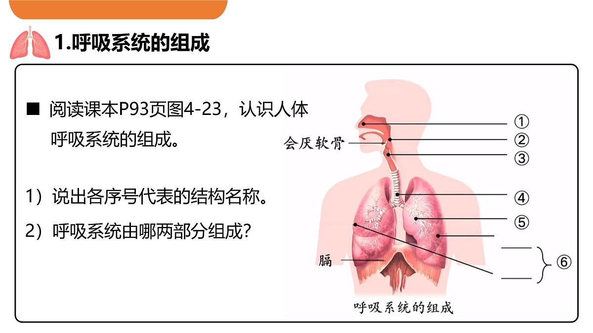 4.3.1 呼吸道对空气的处理 课件-2024-2025学年人教版生物七年级下册第5页