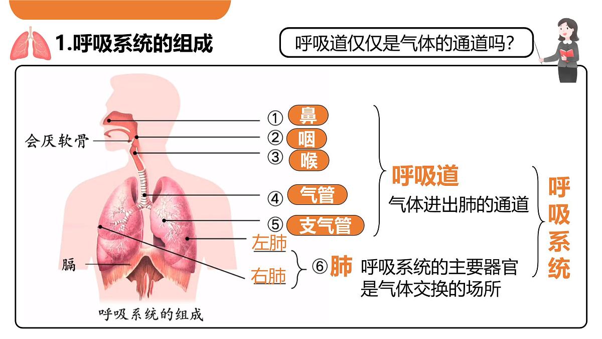 4.3.1 呼吸道对空气的处理 课件-2024-2025学年人教版生物七年级下册第6页