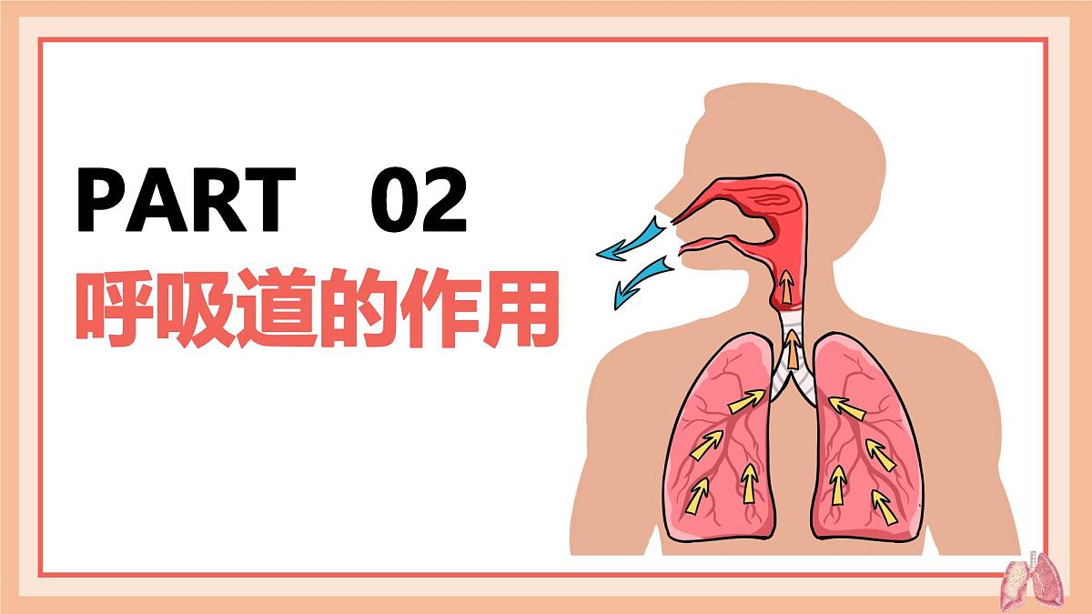 4.3.1 呼吸道对空气的处理 课件-2024-2025学年人教版生物七年级下册第7页