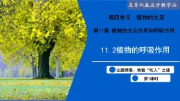 11.2 植物的呼吸作用（第1课时）（课件）2025学年七年级生物下册苏教版