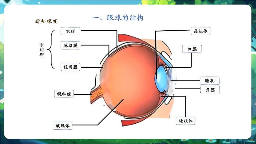 【核心素養(yǎng)】3.5.3.1感覺的形成（視覺） 課件+視頻素材第7頁