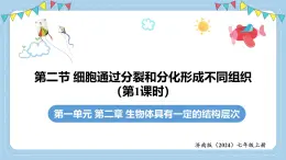 1.2.2細胞通過分裂和分化形成不同組織-第1課時課件 2025學年濟南版生物七年級上冊