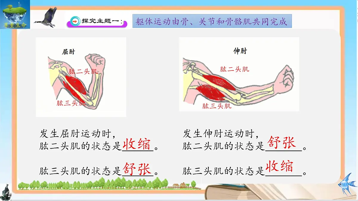 11.3 运动的形成 2025学年七年级生物下册同步优质课件(北师大版2024)第4页