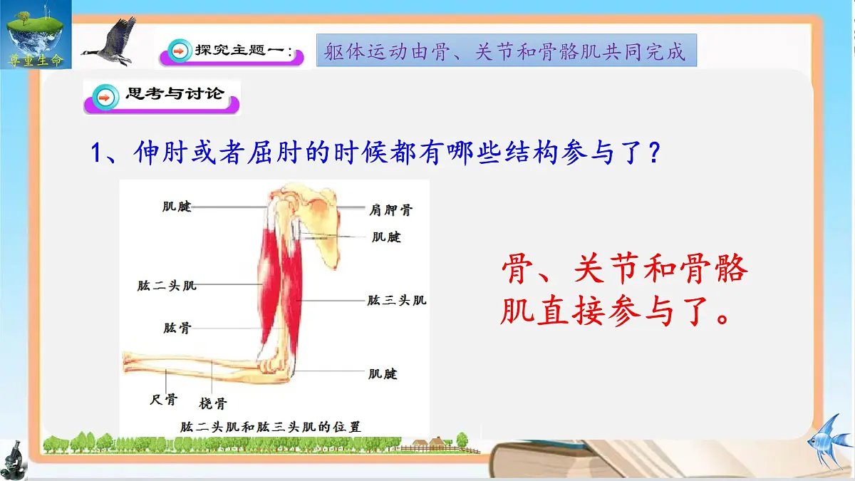 11.3 运动的形成 2025学年七年级生物下册同步优质课件(北师大版2024)第6页