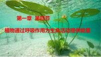 济南版（2024）七年级下册（2024）植物通过呼吸作用为生命活动提供能量教课课件ppt