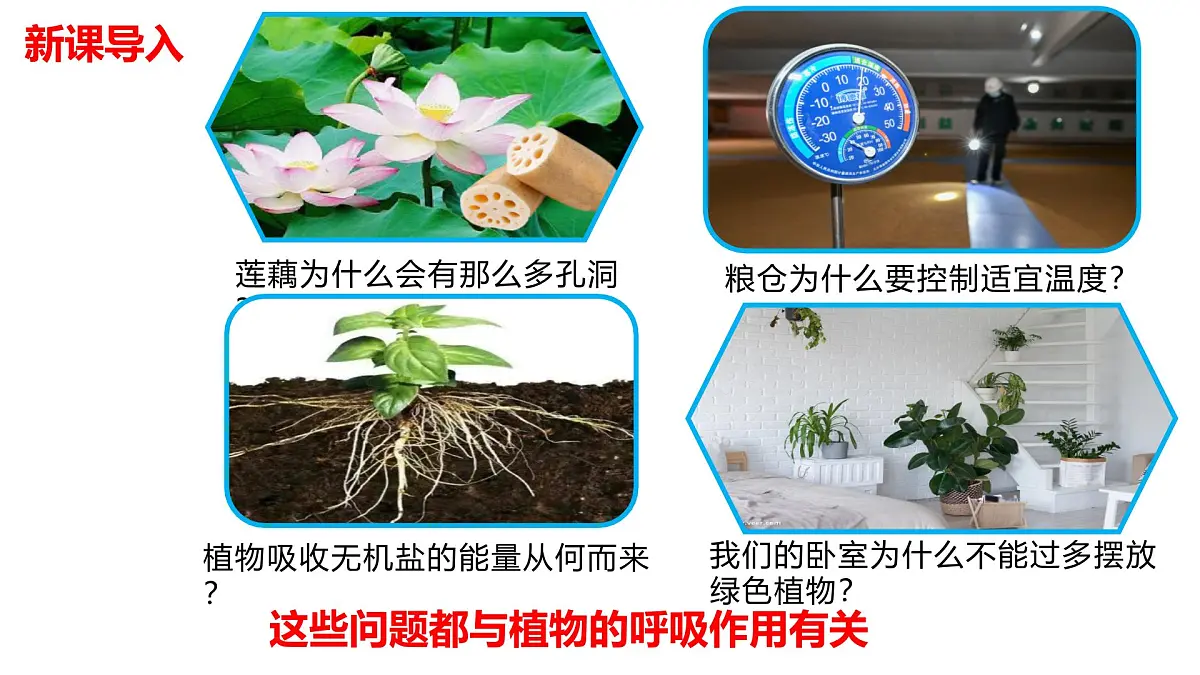 2024-2025学年济南版生物七年级下册 3.1.4植物通过呼吸作用为生命活动提供能量课件第3页