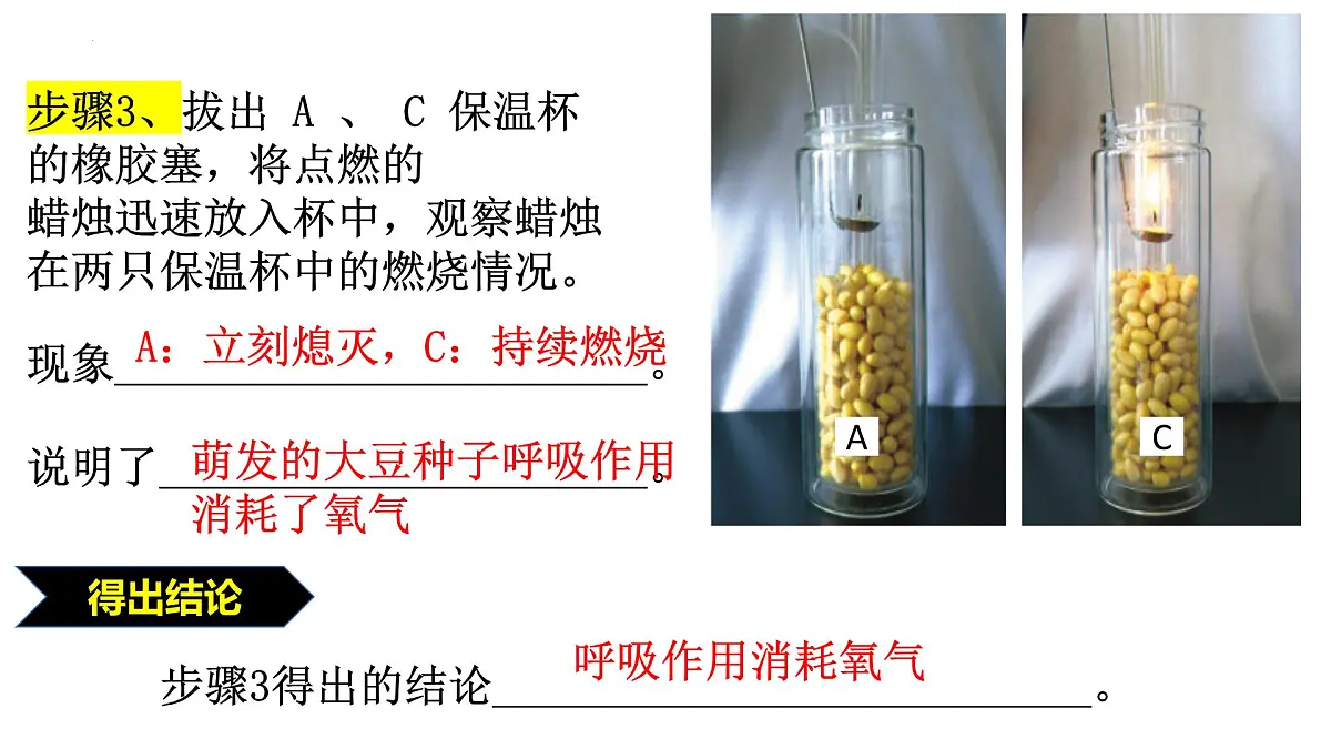 2024-2025学年济南版生物七年级下册 3.1.4植物通过呼吸作用为生命活动提供能量课件第7页