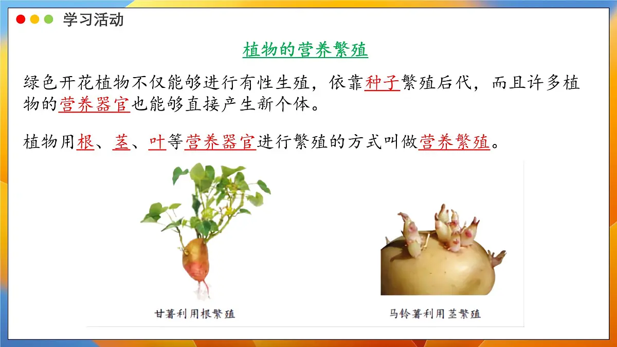 2024-2025学年济南版生物七年级下册 4.1.1 无性生殖保持了生物遗传特征的稳定 课件第4页